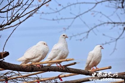 古代的飞鸽传书是真的吗飞鸽传书靠谱吗