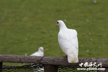 古代的飞鸽传书是真的吗飞鸽传书靠谱吗