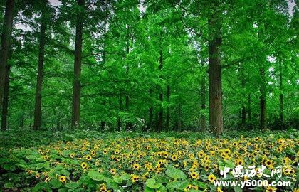 人工造林最多国家人工造林的特点和意义是什么