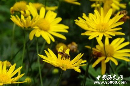 菊花为什么代表隐士菊花被叫花中隐士的原因