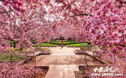 日本樱花节的由来简介日本赏樱花最佳时间是什么时候？