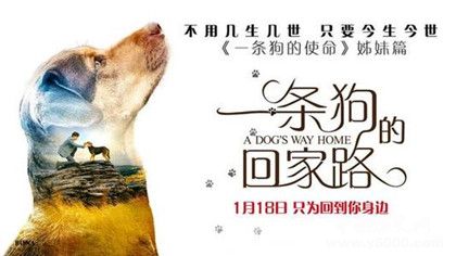 电影《一条狗的回家路》什么时候上映电影剧情内容介绍