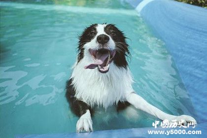 牧羊犬资料介绍 牧羊犬特征 牧羊犬怎么养