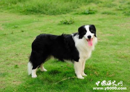 牧羊犬资料介绍 牧羊犬特征 牧羊犬怎么养