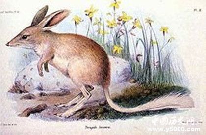 2019最佳动画短片《Bilby》故事介绍Bilby是什么动物